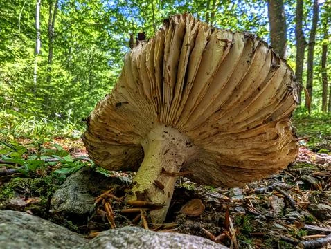 Mushrooms hidden in the forests Stock Photos