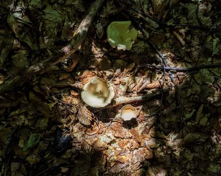 Mushrooms hidden in the forests Stock Photos