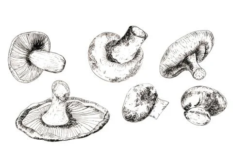 Mushrooms Stock Illustration