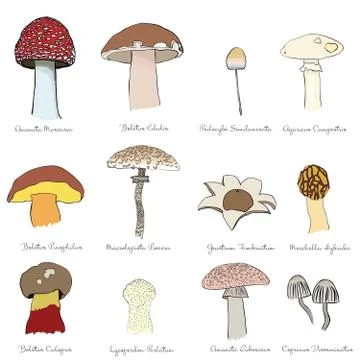 Mushrooms Stock Illustration