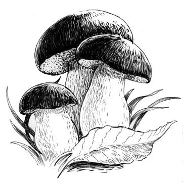 Mushrooms Illustrazione stock