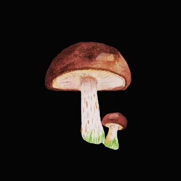 Mushrooms Stock Illustration