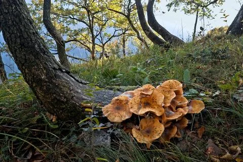 Mushrooms Stock Illustration