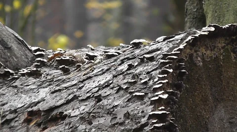 Mushrooms on a log Vídeo Stock 38731611