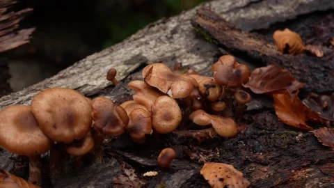 Mushrooms on Log Stock Footage 254525516