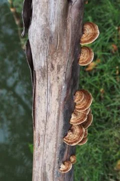 Mushrooms on a log Foto stock