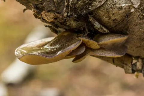 Mushrooms on Log Foto stock