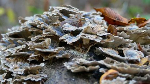 Mushrooms on log Stock Photos