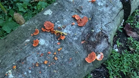 Mushrooms on a log in the rainforest Video stock 164677104