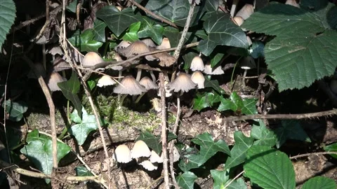 Mushrooms on Log Surrounded by Ivy and Brambles Stock Footage