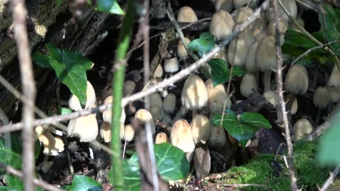 Mushrooms on Log Surrounded by Ivy Vídeo Stock 139294446