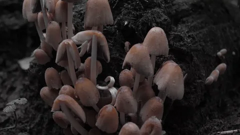 Mushrooms on a log tilt up Stock Footage 117724797