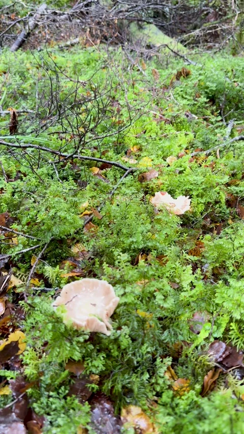 Mushrooms in Lush Forest Under Soft Natural Light Vídeos de archivo 311424032