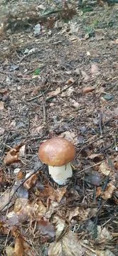Mushrooms in lychee7 Stock Photos