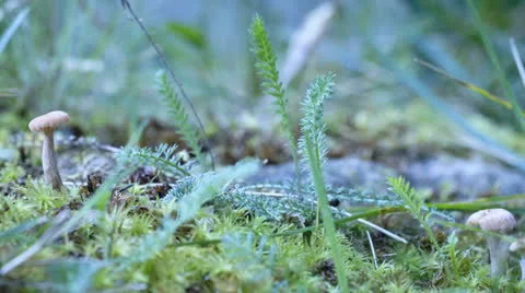 Mushrooms, Macro Stock-Footage 24818147