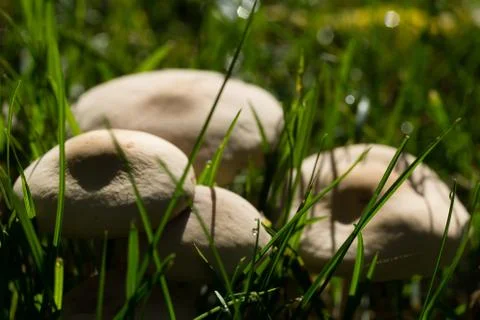 Mushrooms on a meadow Stock Photos