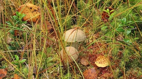 Mushrooms in moss and autumn grass Stock Footage