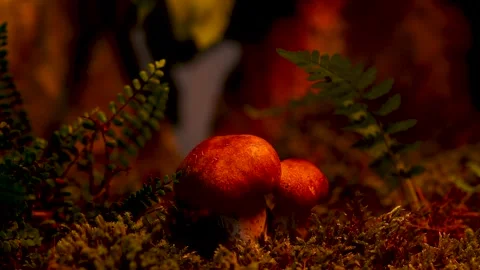 Mushrooms in moss in the forest at night Stock Footage 249933468