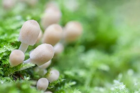 Mushrooms in moss Stock Photos