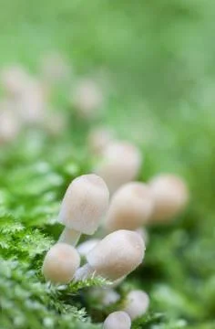 Mushrooms in moss Stock Photos