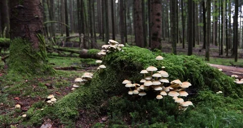 Mushrooms in mossy forest Video stock 95778151