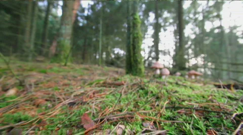 Mushrooms in mouse perspective Stock Footage 877557