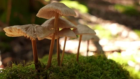 Mushrooms Nature background Stock Footage