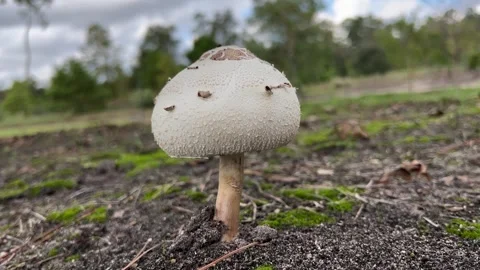 Mushrooms in nature Stock Footage 337105295