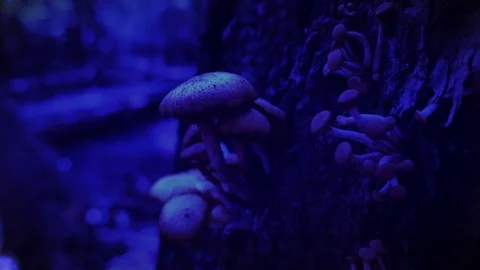 Mushrooms at Night Growing on the Side of a Tree Video stock 73649486