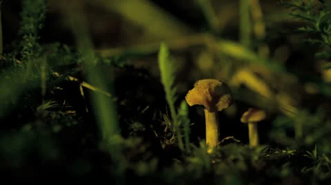 Mushrooms at Night, Macro Stock Footage 24818610