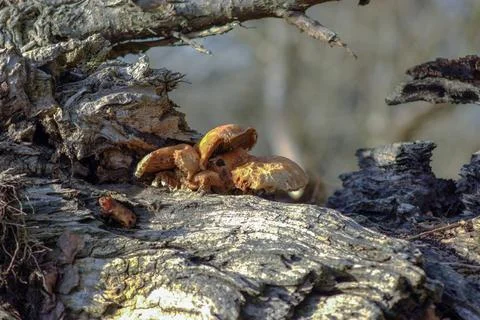 Mushrooms on an old tree in the forest Stock Photos