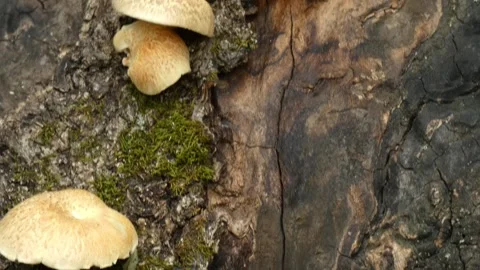 Mushrooms on old tree trunk with ants tilting Stock Footage 330676837