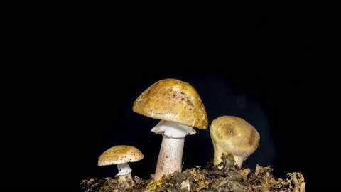 Mushrooms opening on black background Stock Footage 162476583