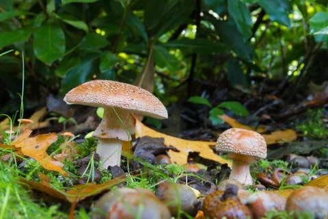 Mushrooms in a park Stock Photos