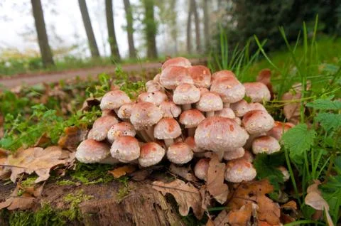 Mushrooms Stock Photos