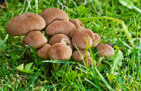 Mushrooms Photos
