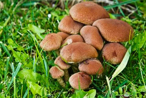 Mushrooms 스톡 사진