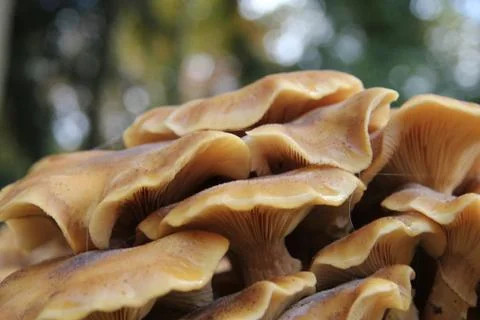 Mushrooms Stock Photos