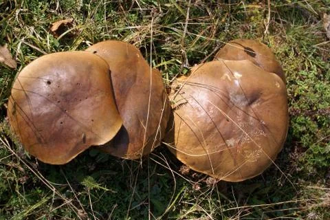 Mushrooms Stock Photos