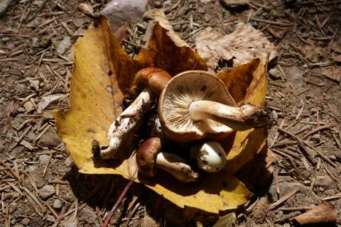 Mushrooms Stock Photos