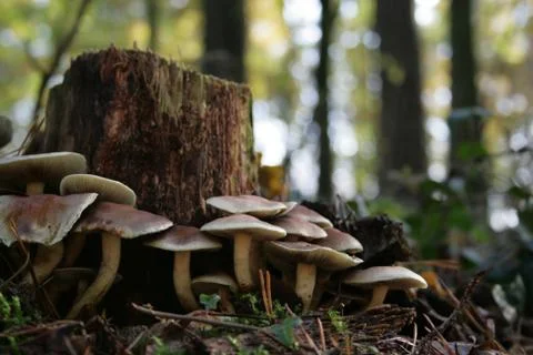 Mushrooms Stock Photos