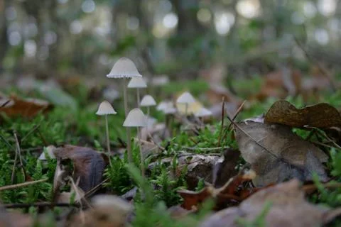 Mushrooms Stock Photos