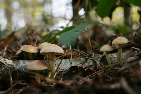 Mushrooms Stock Photos