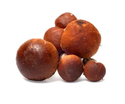 Mushrooms. Stock Photos