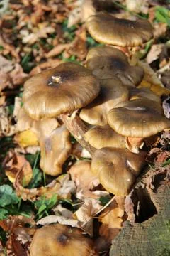 Mushrooms Foto stock