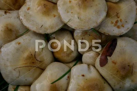 Mushrooms Stock Photos