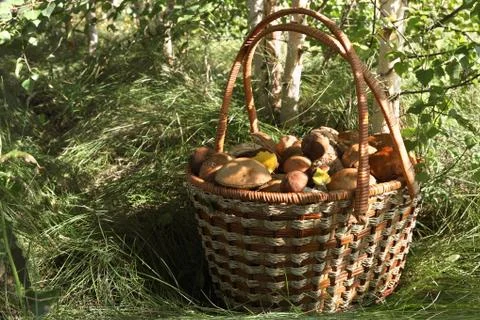 Mushrooms Stock-Fotos