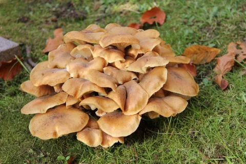 Mushrooms Foto stock