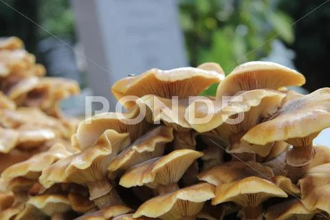 Mushrooms Stock Photos