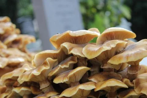 Mushrooms Stock Photos